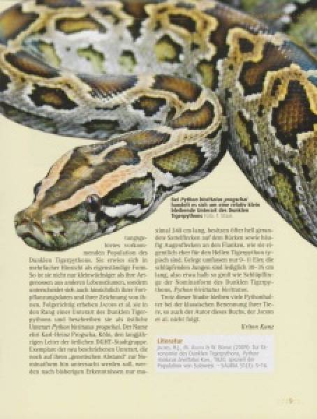 Preview: Tigerpythons